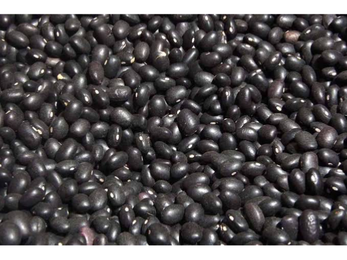 POROTO NEGRO