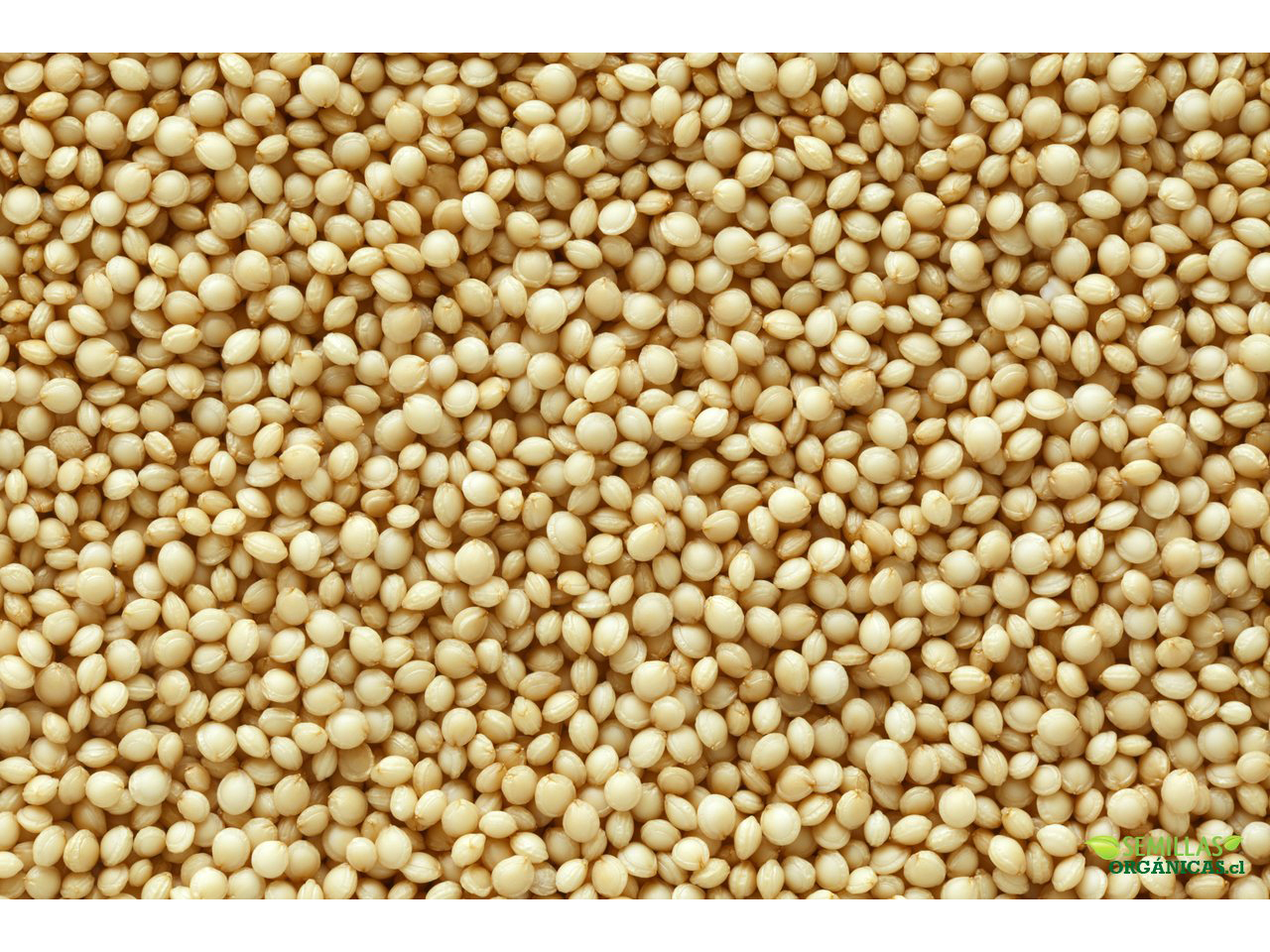 AMARANTO SEMILLA