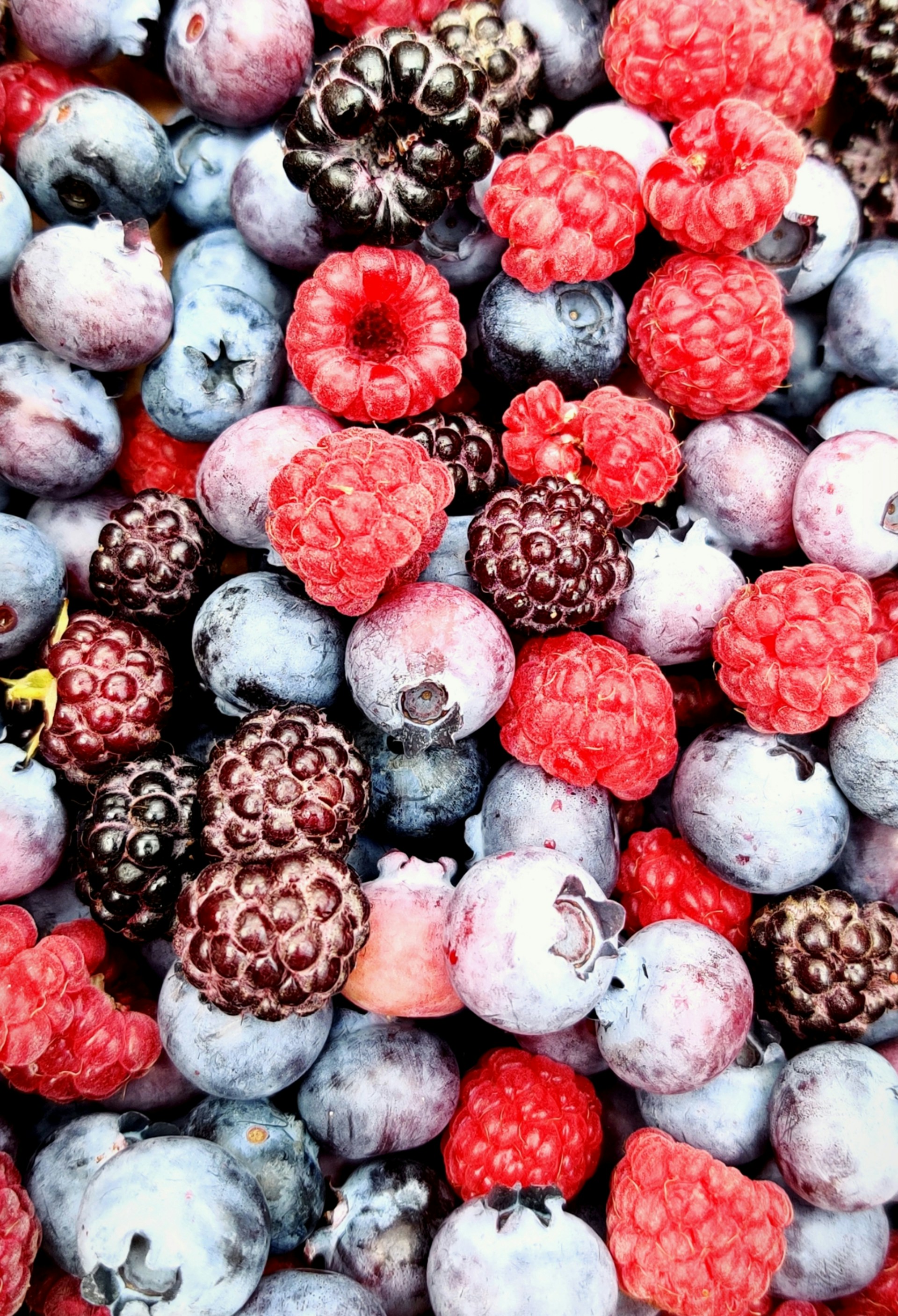 CONGELADOS